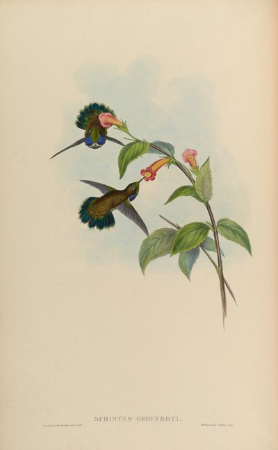 Schistes geoffroyi by John Gould